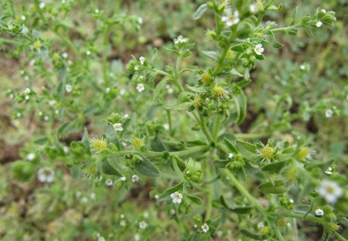 鹤虱 所属词条 鹤虱 内容简介 中药鹤虱是菊科多年生草本植物天名精的