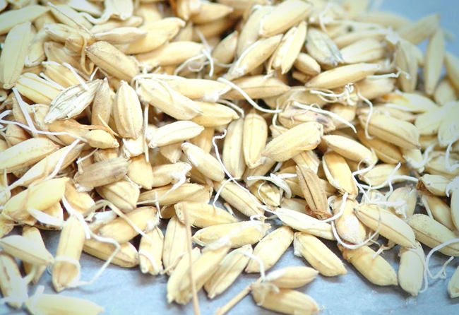 稻芽的功效与作用及食用方法,中药炒稻芽,谷芽