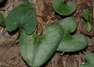 大细辛 所属词条 大细辛 内容简介 中药大细辛是马兜铃科植物大叶马蹄