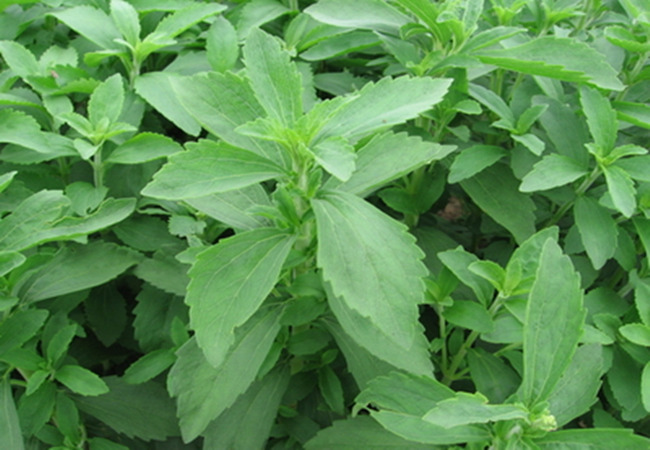 stevia 【别名】甜茶 【来源】药材基源:为菊科植物甜叶菊的叶