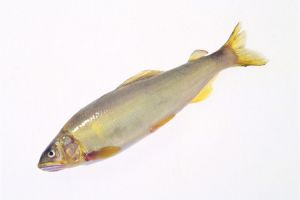 小黄鱼的营养价值,小黄花鱼的功效与作用