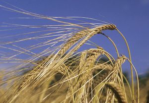 大麦米的功效与作用,吃大麦仁的好处
